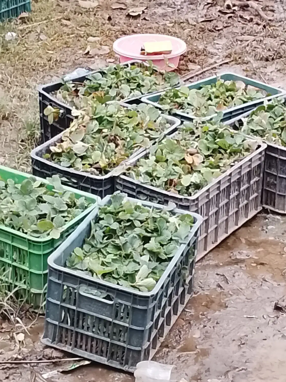 نهال توت فرنگی سابرینا درجه یک|گل و گیاه طبیعی|خان ببین, |دیوار