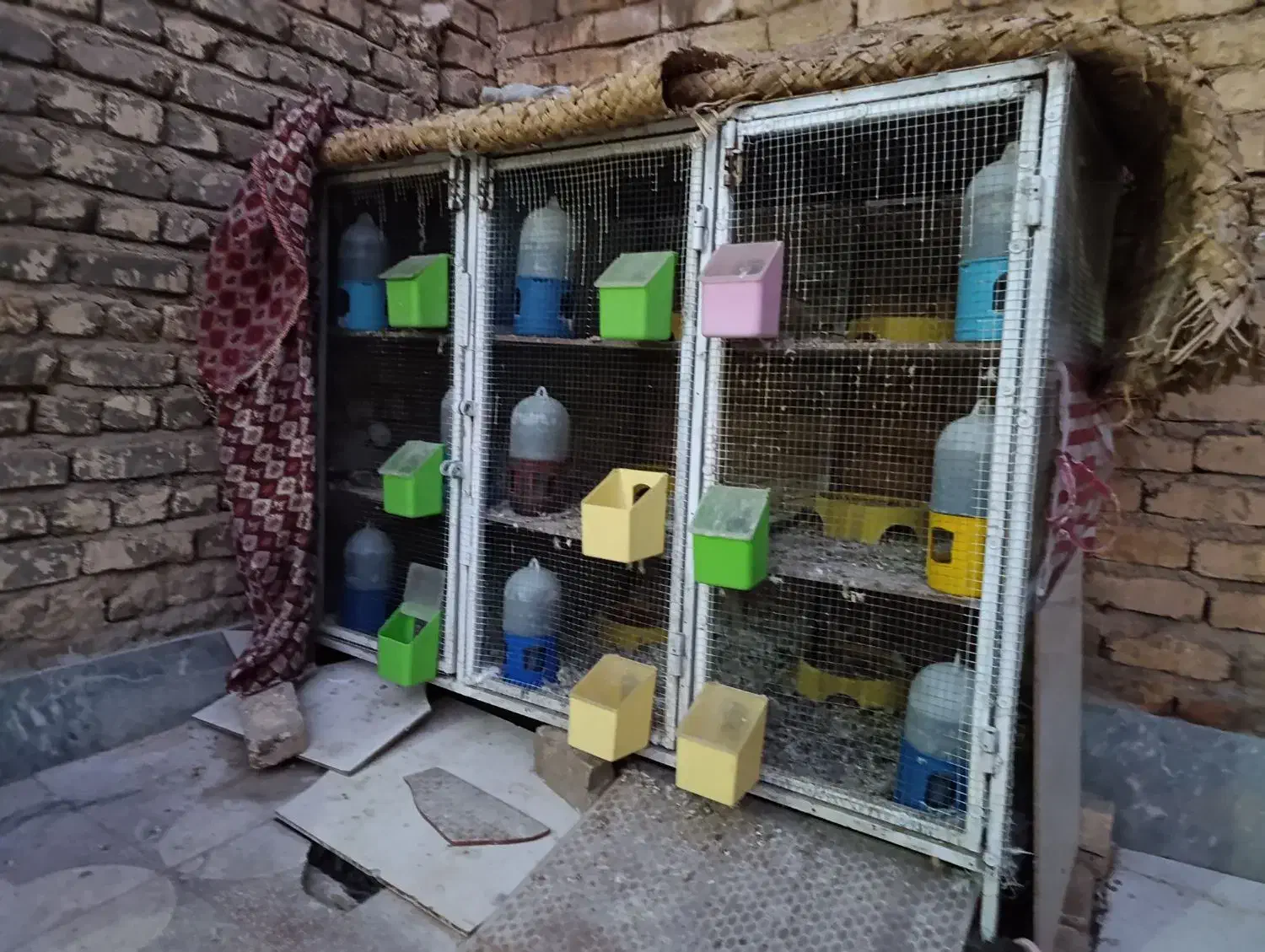 گنجه جفتی|پرنده|شیراز, کوشک میدان|دیوار