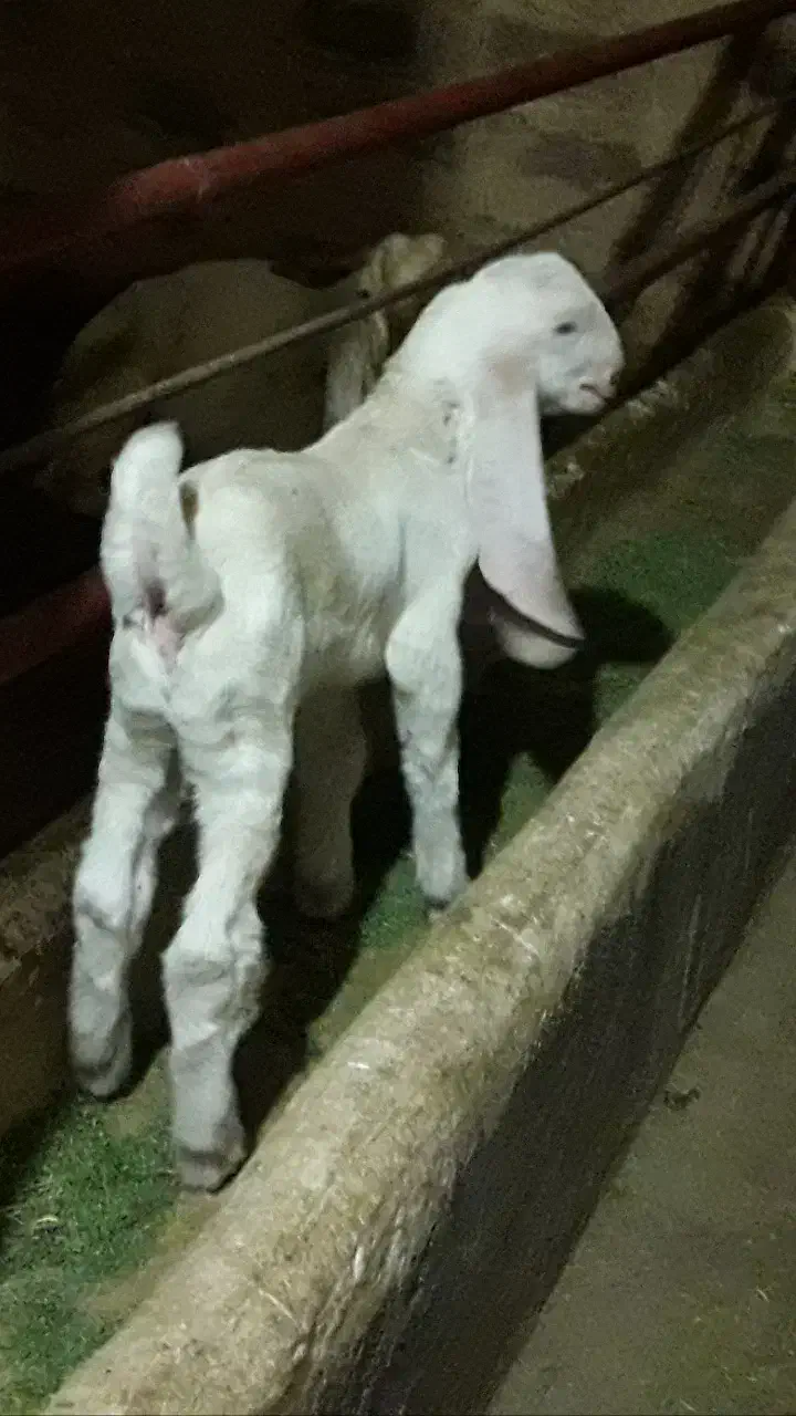 بز گلابی اصل با دوتا بزغاله نروماده و نر بز گلابی|حیوانات مزرعه|کرمانشاه, |دیوار