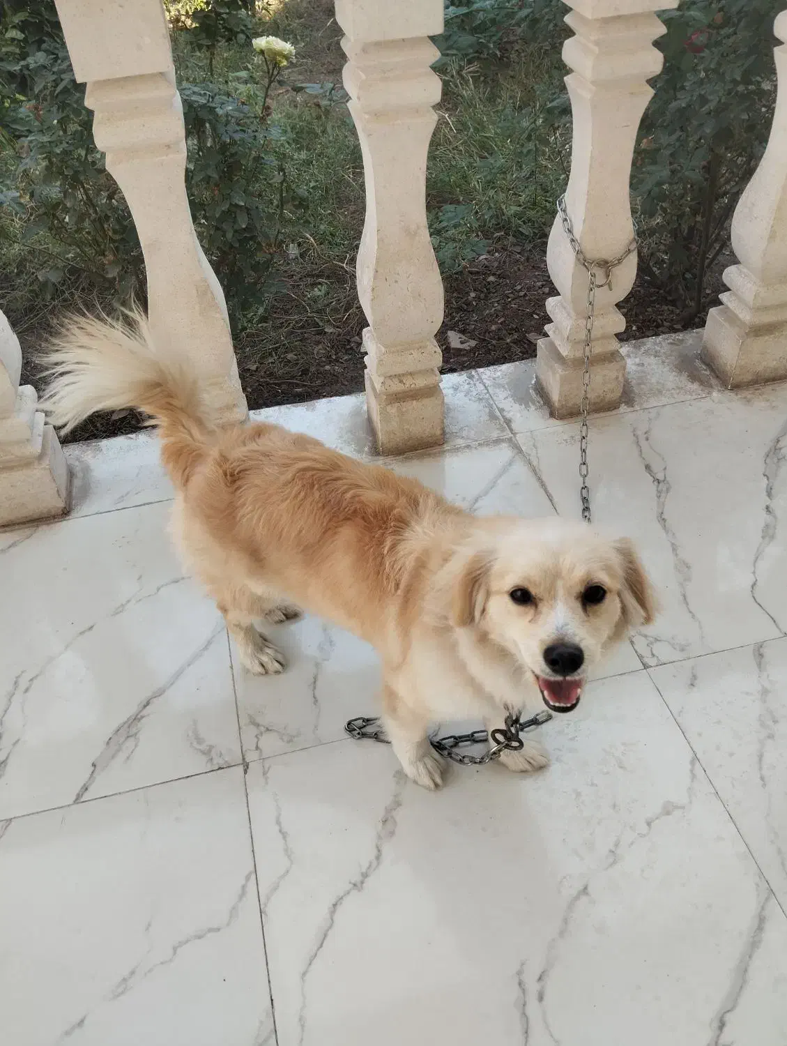 سگ اهلی شناسنامه دار واکسن زده|سگ|دزفول, |دیوار