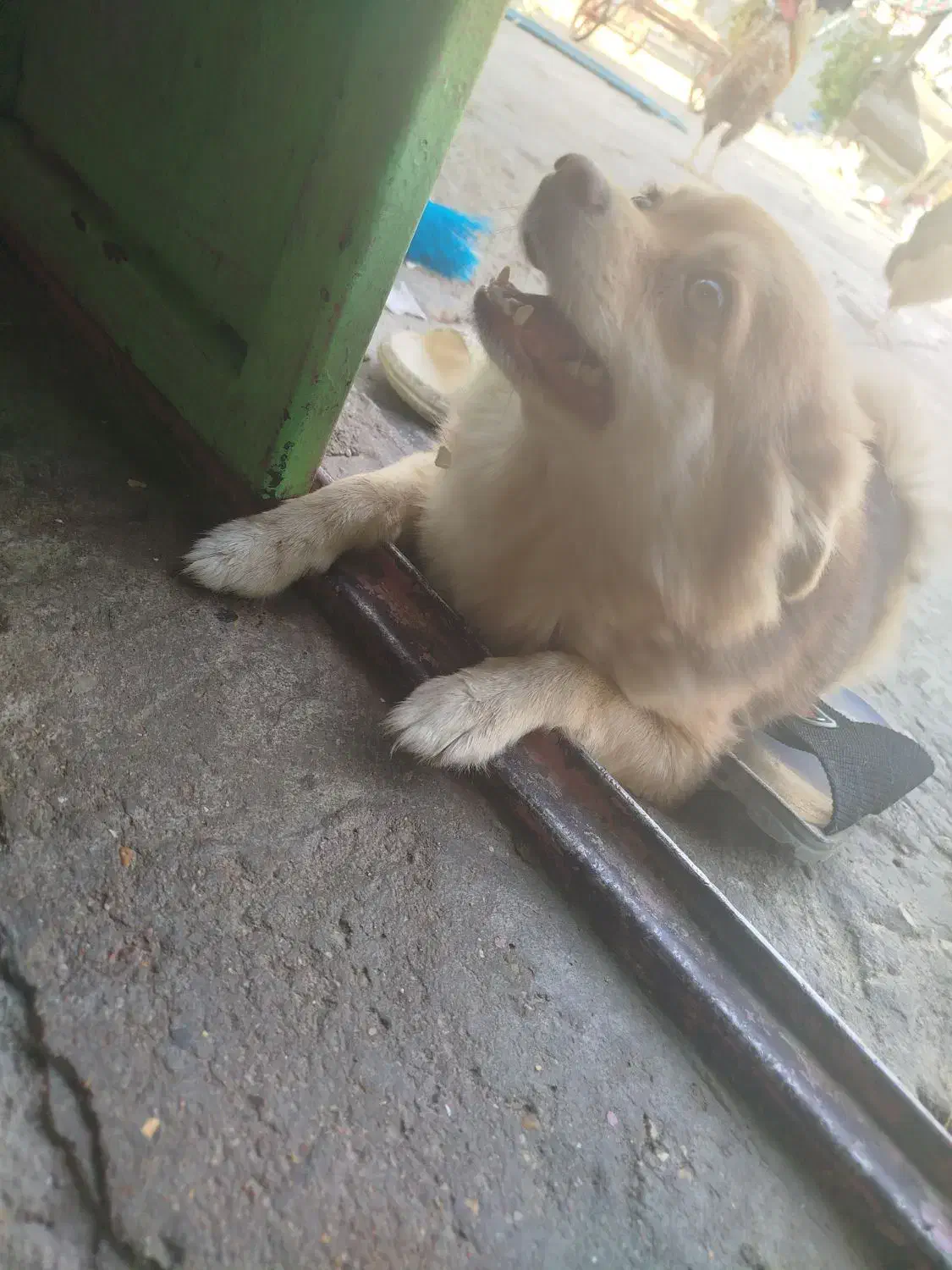 پامرین روباهی ماده|سگ|مسجد سلیمان, |دیوار