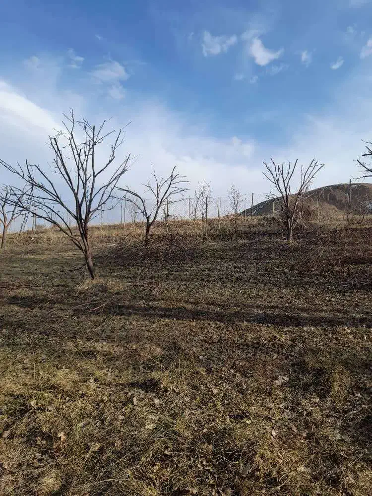 هرس‌کاری‌درختان‌و‌قطع‌درخت|خدمات باغبانی و درختکاری|خلخال, |دیوار