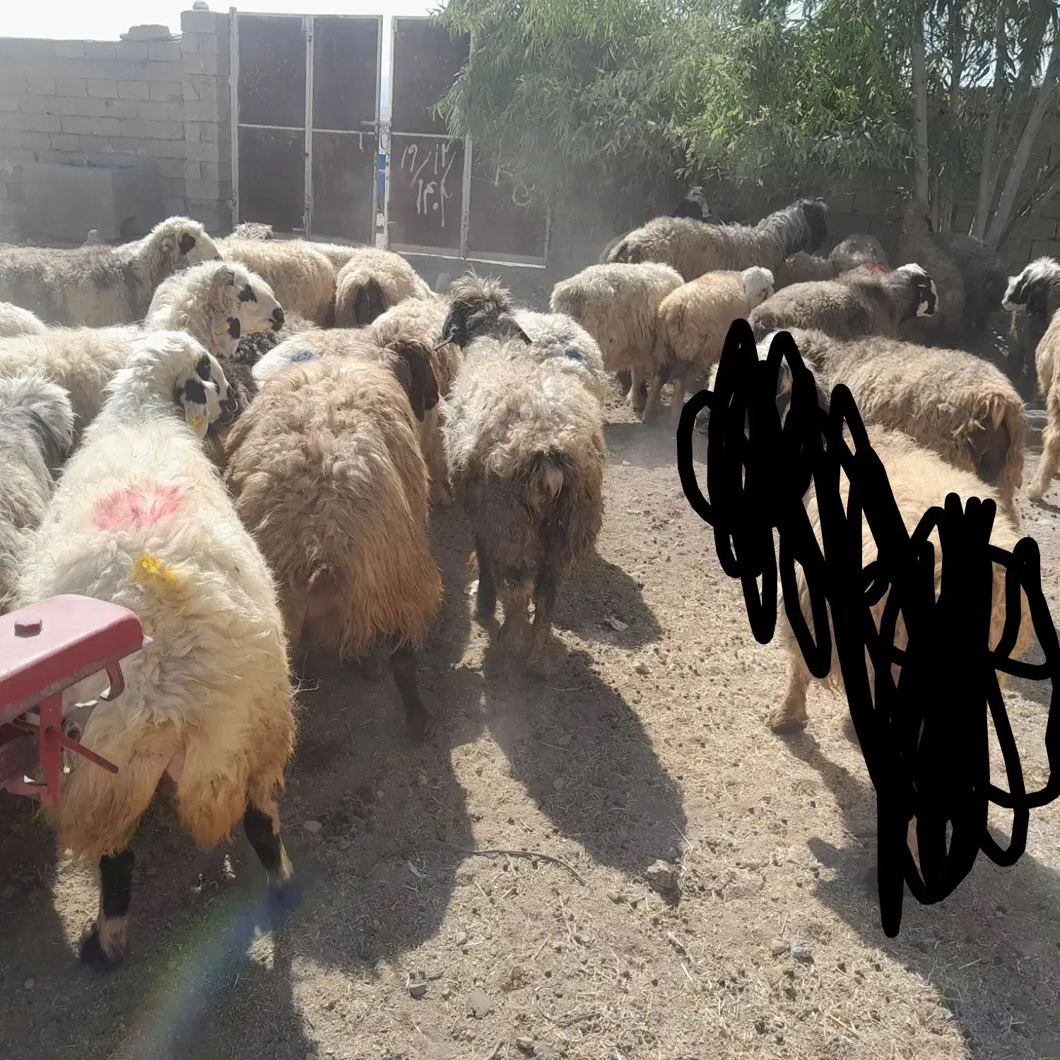 ۶۰راس شیشک میش ترکی بختیاری آبستن و بره دار|حیوانات مزرعه|کازرون, |دیوار