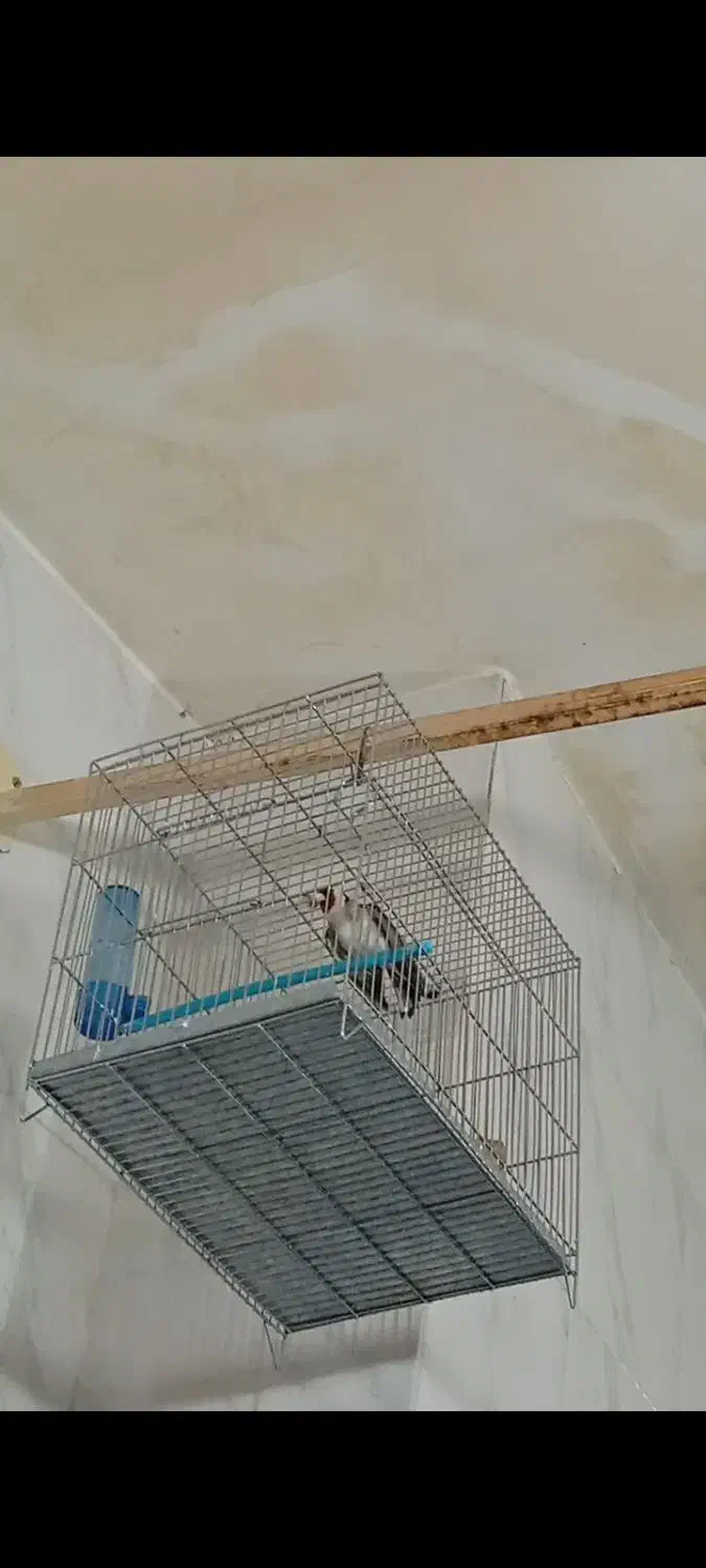 سهره کت بازکن مسابقهای|پرنده|سنندج, |دیوار