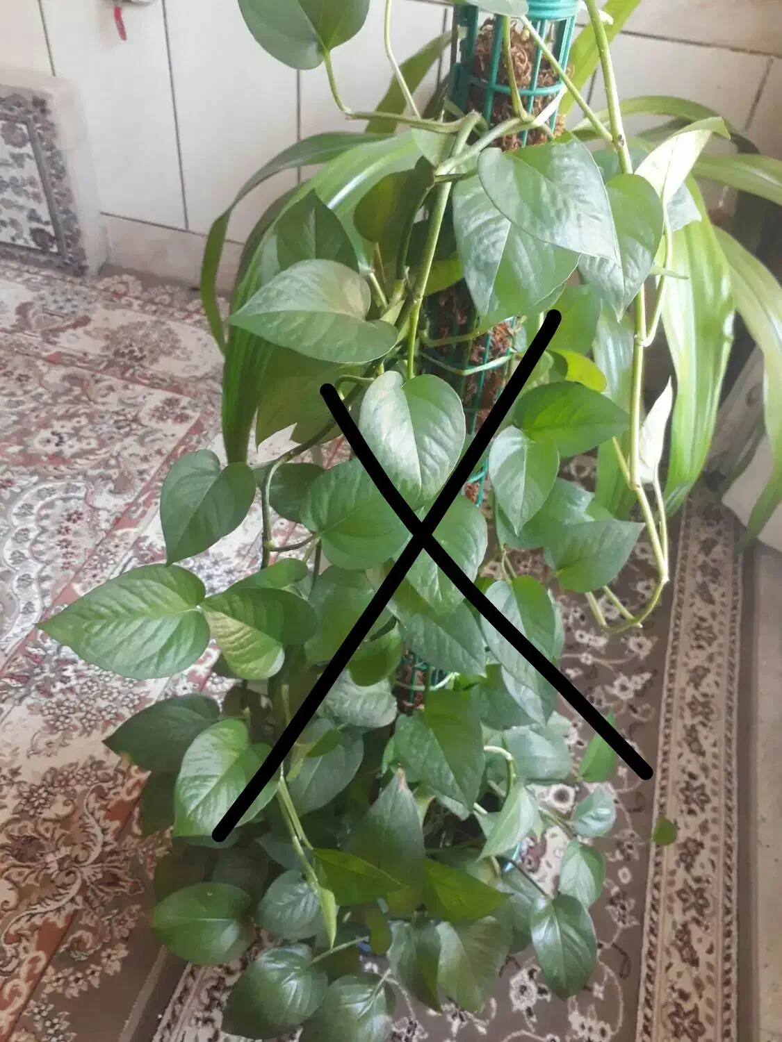 گل ذرتی شاداب|گل و گیاه طبیعی|شیراز, شهرک مهدی‌آباد|دیوار