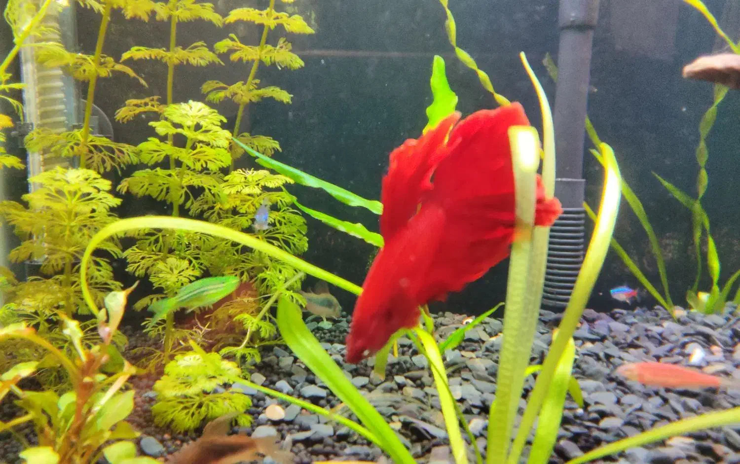 فایتر|ماهی|کرمانشاه, |دیوار