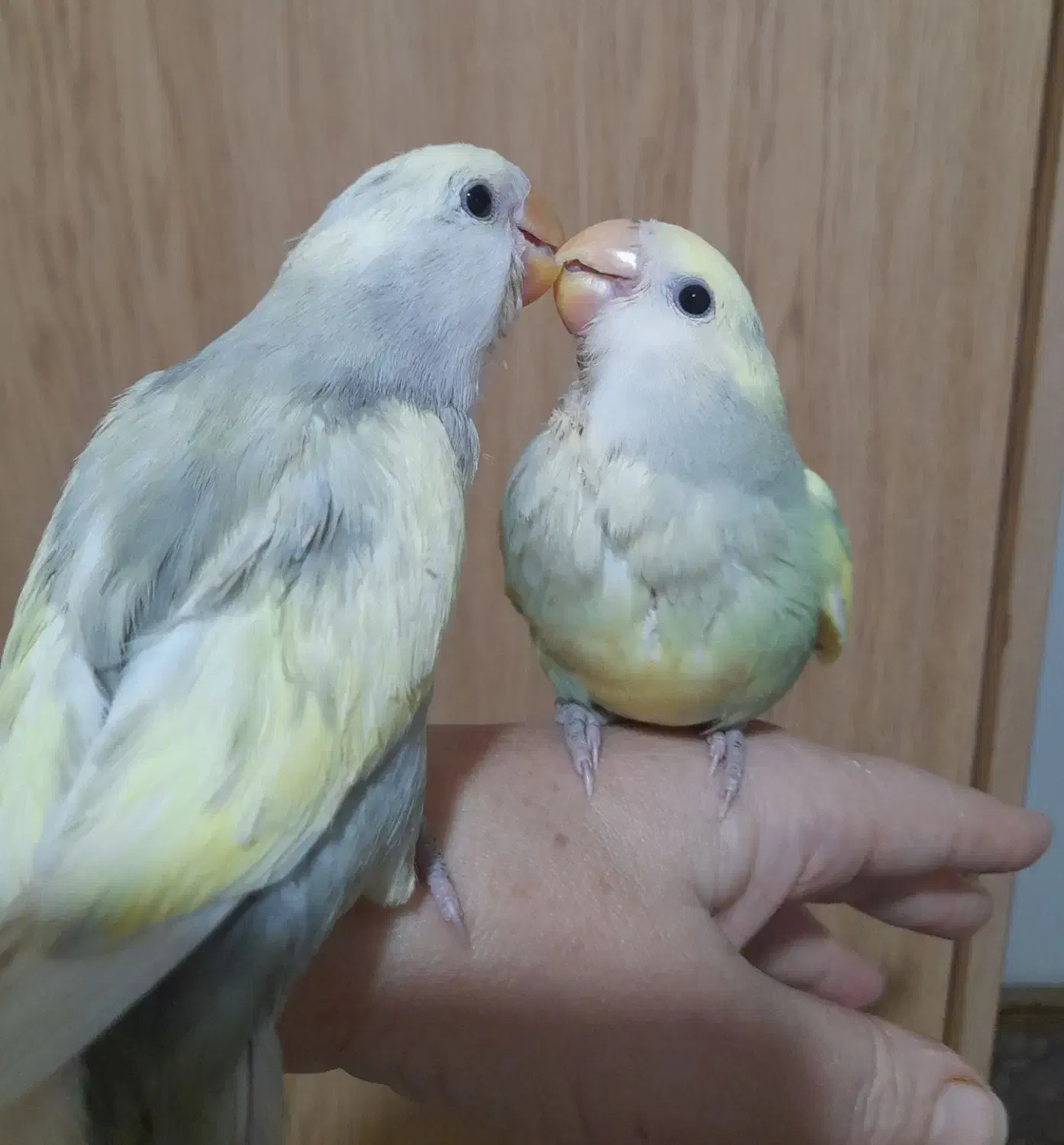 طوطی برزیلی خوشرنگ|پرنده|تهران, باشگاه نفت|دیوار