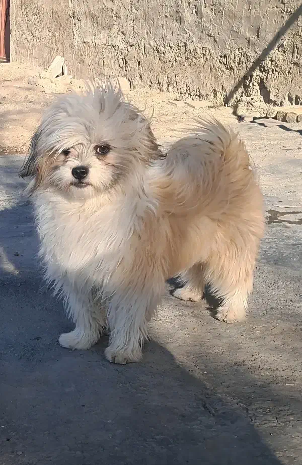 شیتزو|سگ|قوچان, |دیوار