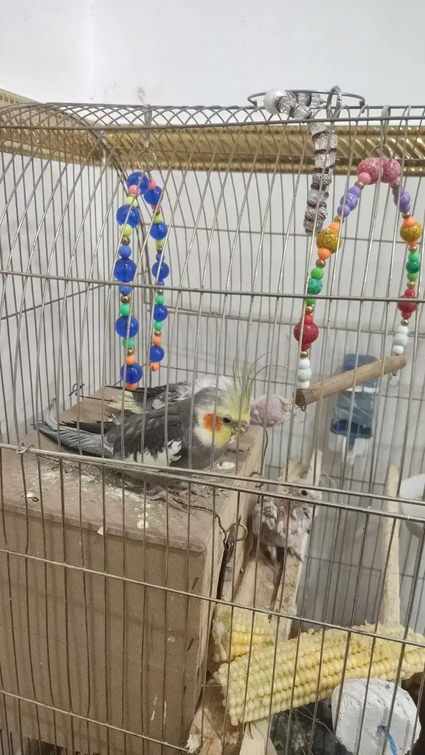 عرو هلندی|پرنده|جوانرود, |دیوار