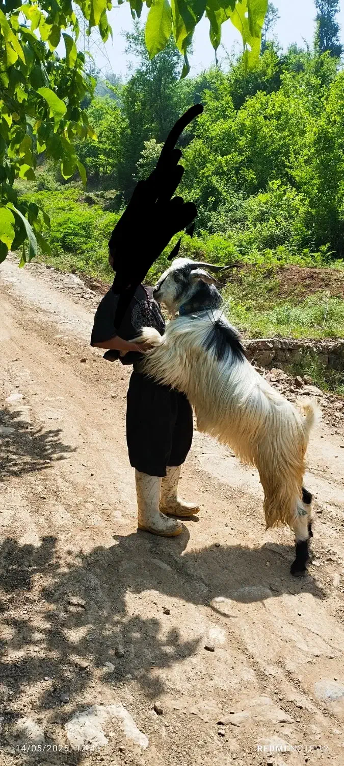 بزفروشی سرحال واسه کشتن ونگه داری|حیوانات مزرعه|علی‌آباد کتول, |دیوار