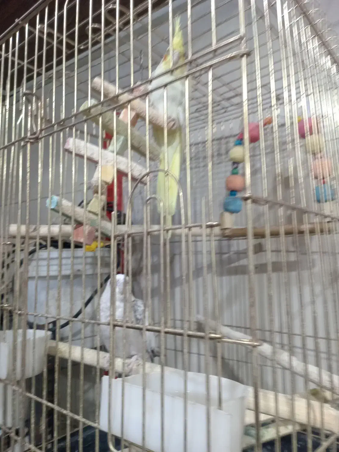 عروس و مرغ عشق|پرنده|صباشهر, |دیوار