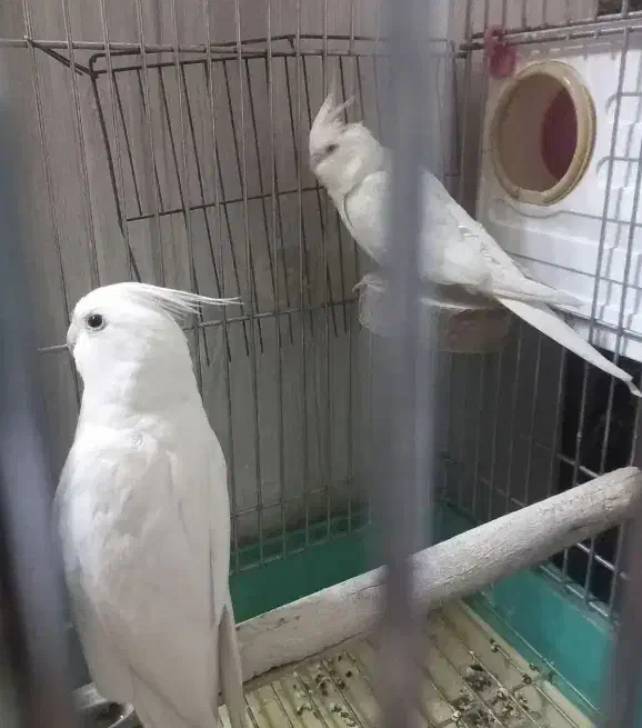 عروس هلندی رام|پرنده|تهران, شیوا|دیوار