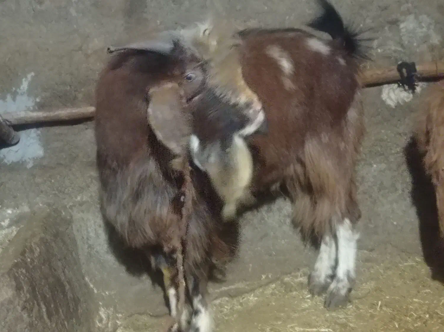 چپش نر|حیوانات مزرعه|دورود, |دیوار