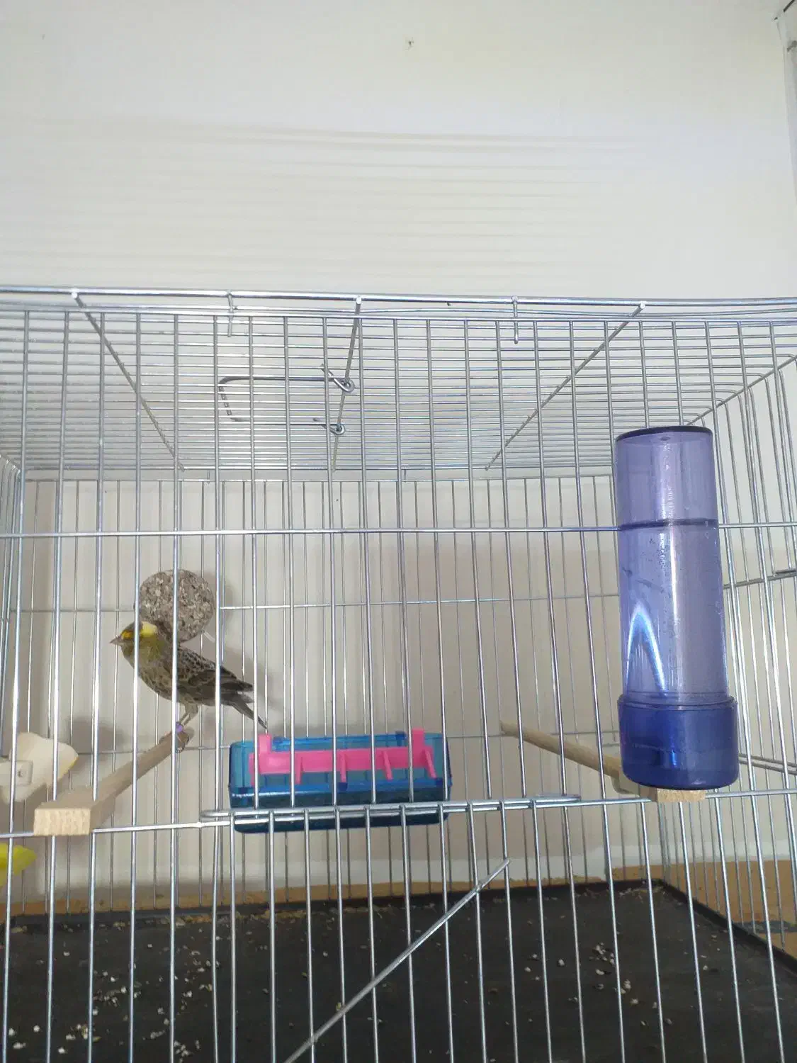 قناری لیزارد|پرنده|تهران, جوادیه|دیوار