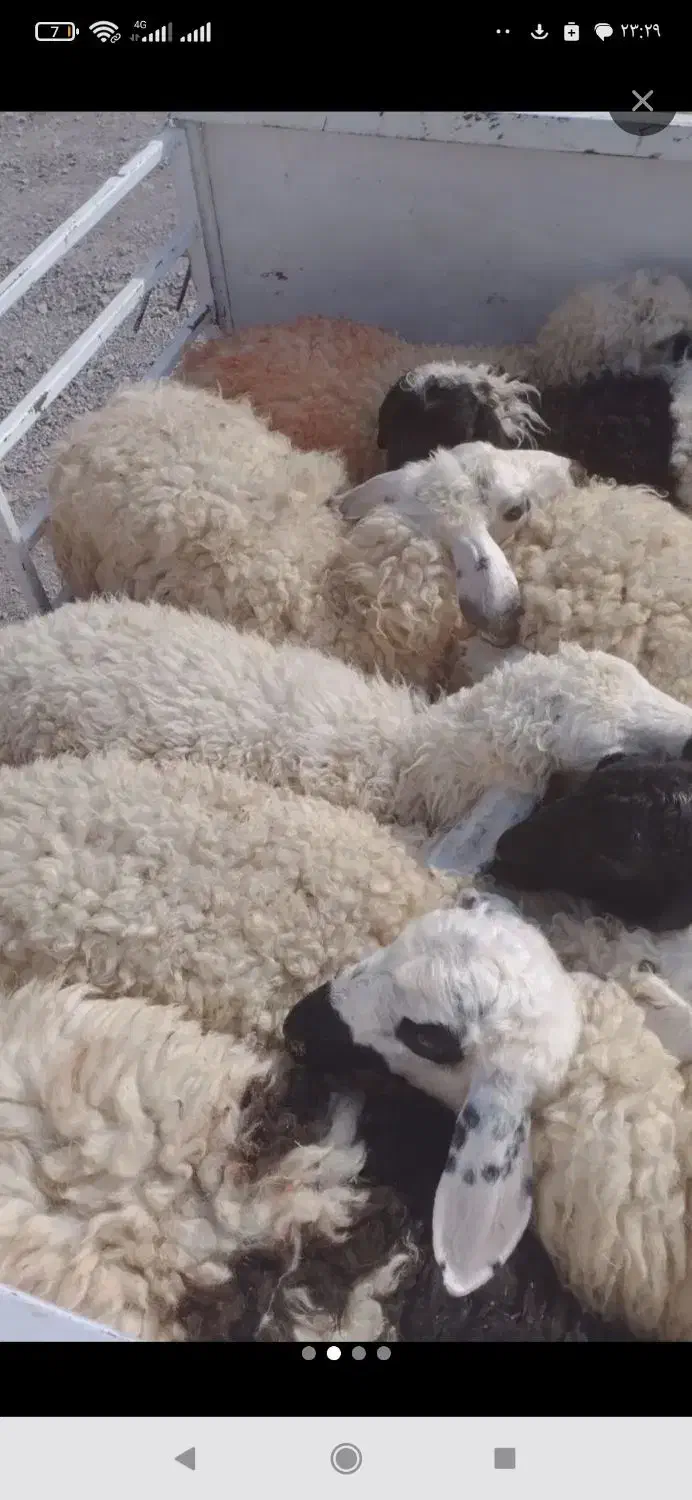 دوباره ودوبزغاله|حیوانات مزرعه|خمک, |دیوار