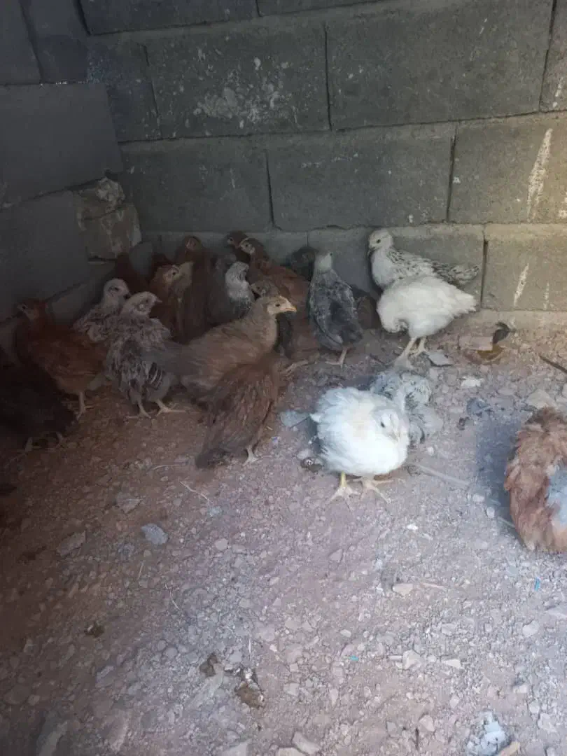 جوجه مرغ|حیوانات مزرعه|اصفهان, شهرک صنعتی جی|دیوار