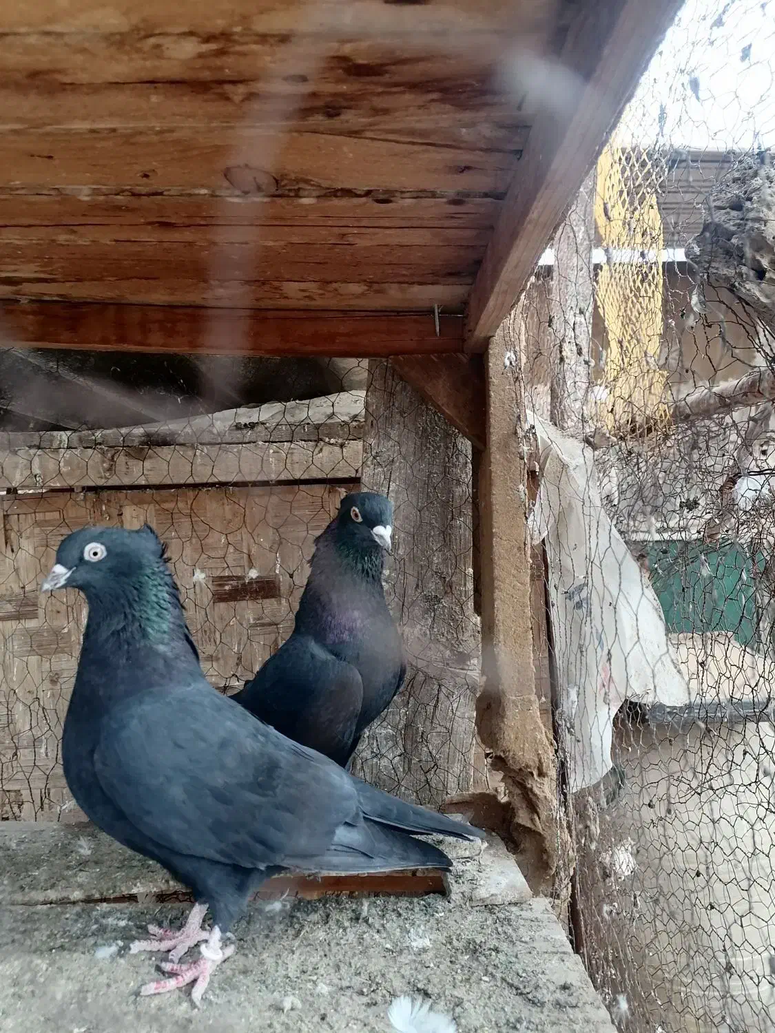 فروش|پرنده|زارچ, |دیوار