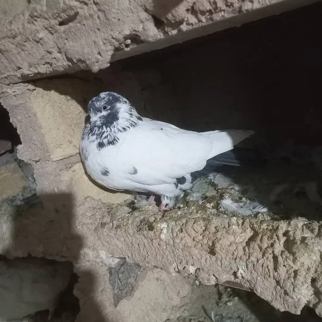 باعرض سلام خدمت عشق بازان عزیز|پرنده|دورود, |دیوار