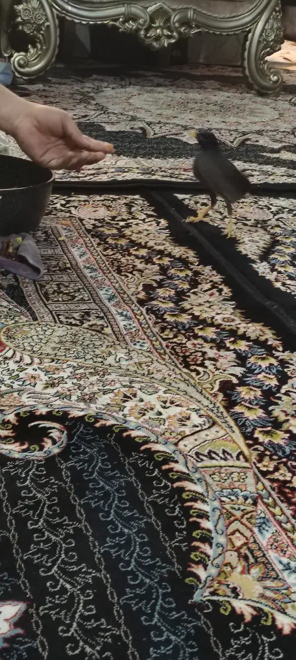 مینا نیمه دستی حرف زن|پرنده|قم, کلهری|دیوار