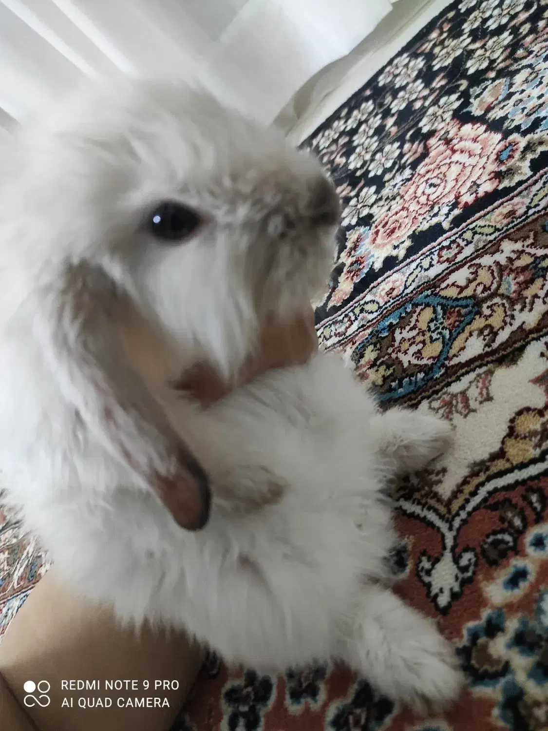 خرگوش لوپ350|موش و خرگوش|نیشابور, شهرک بسیج|دیوار