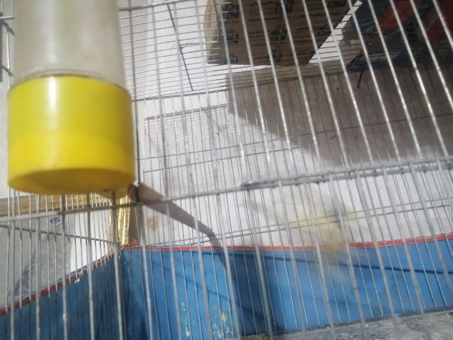 قناری ماده ابلق مست مست|پرنده|کرمان, |دیوار