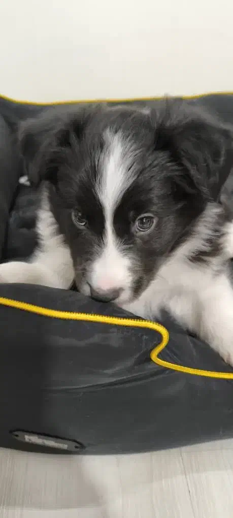 سگ بردرکالی|سگ|یزد, |دیوار