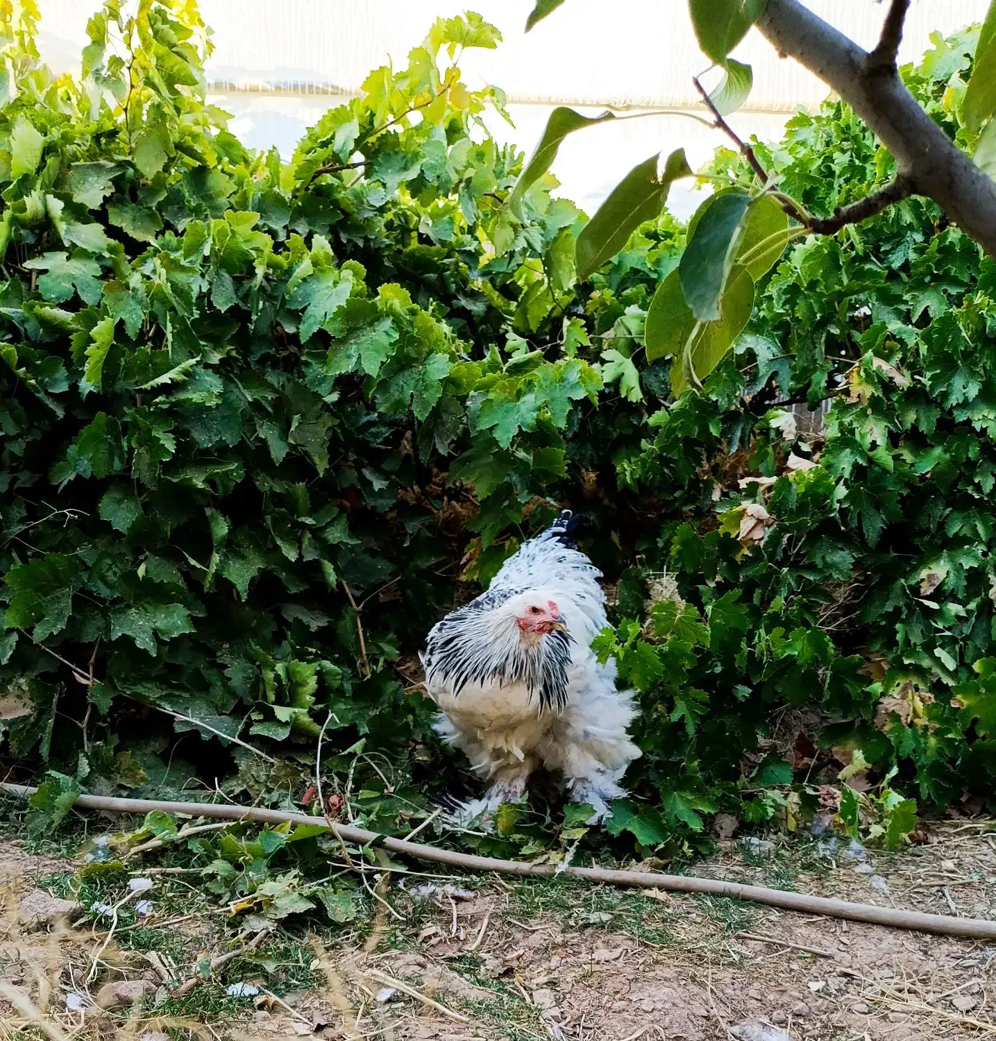 خروس برهما|حیوانات مزرعه|بن, |دیوار