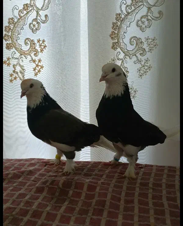 کفتر گوره ناب ((پرشی هست))|پرنده|کوهدشت, |دیوار