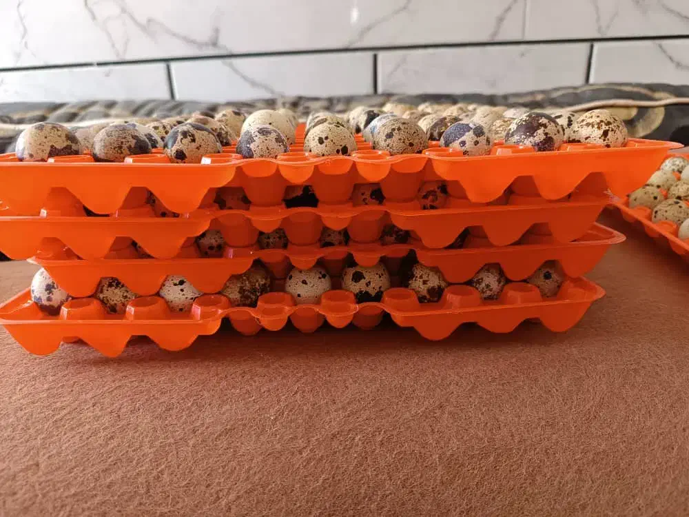 تخم بلدرچین خوراکی و نطفه دار|حیوانات مزرعه|نجف‌آباد, جوزدان|دیوار