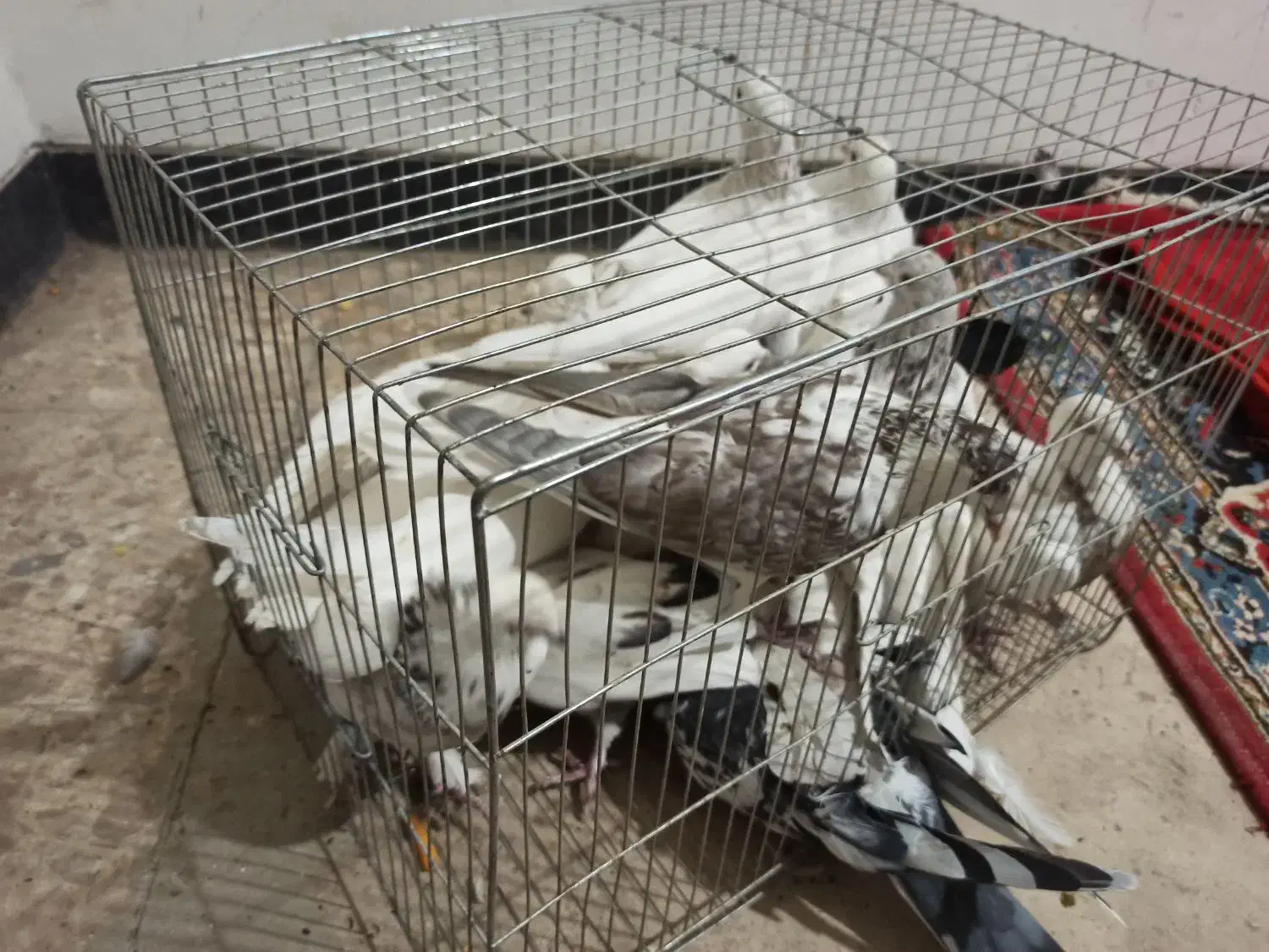 ۳۰عدد کبوتر|پرنده|باغ بهادران, |دیوار