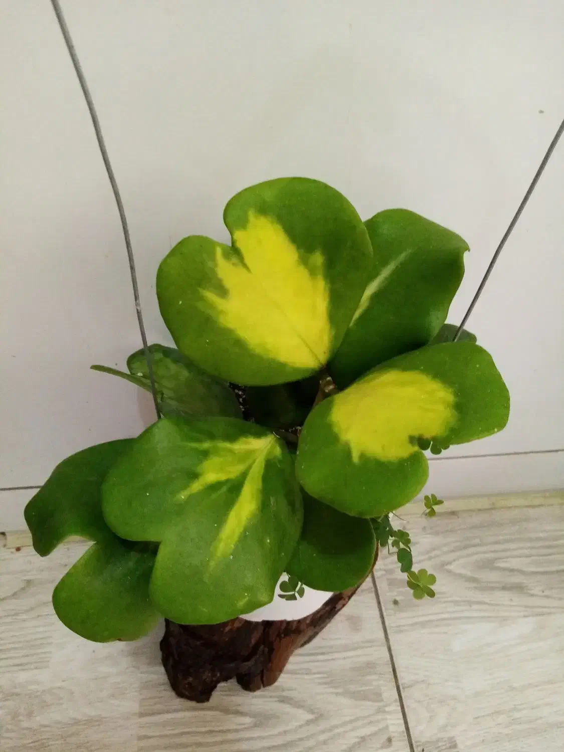 گلهای زیبای هویا با تنوع بالا|گل و گیاه طبیعی|اصفهان, شاهزاده ابراهیم|دیوار