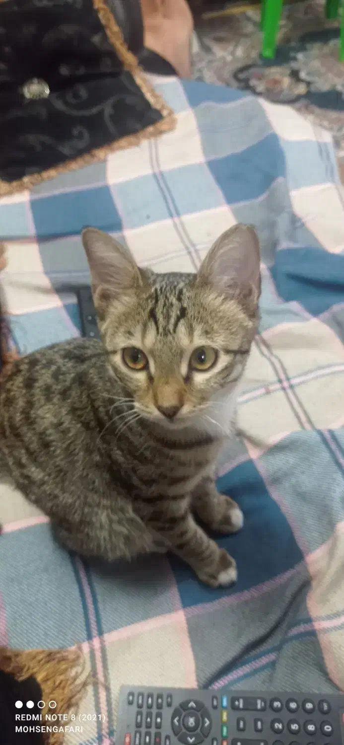 گربه خانگی ملوس ناز واگذارمیشود|گربه|ری, علایین|دیوار