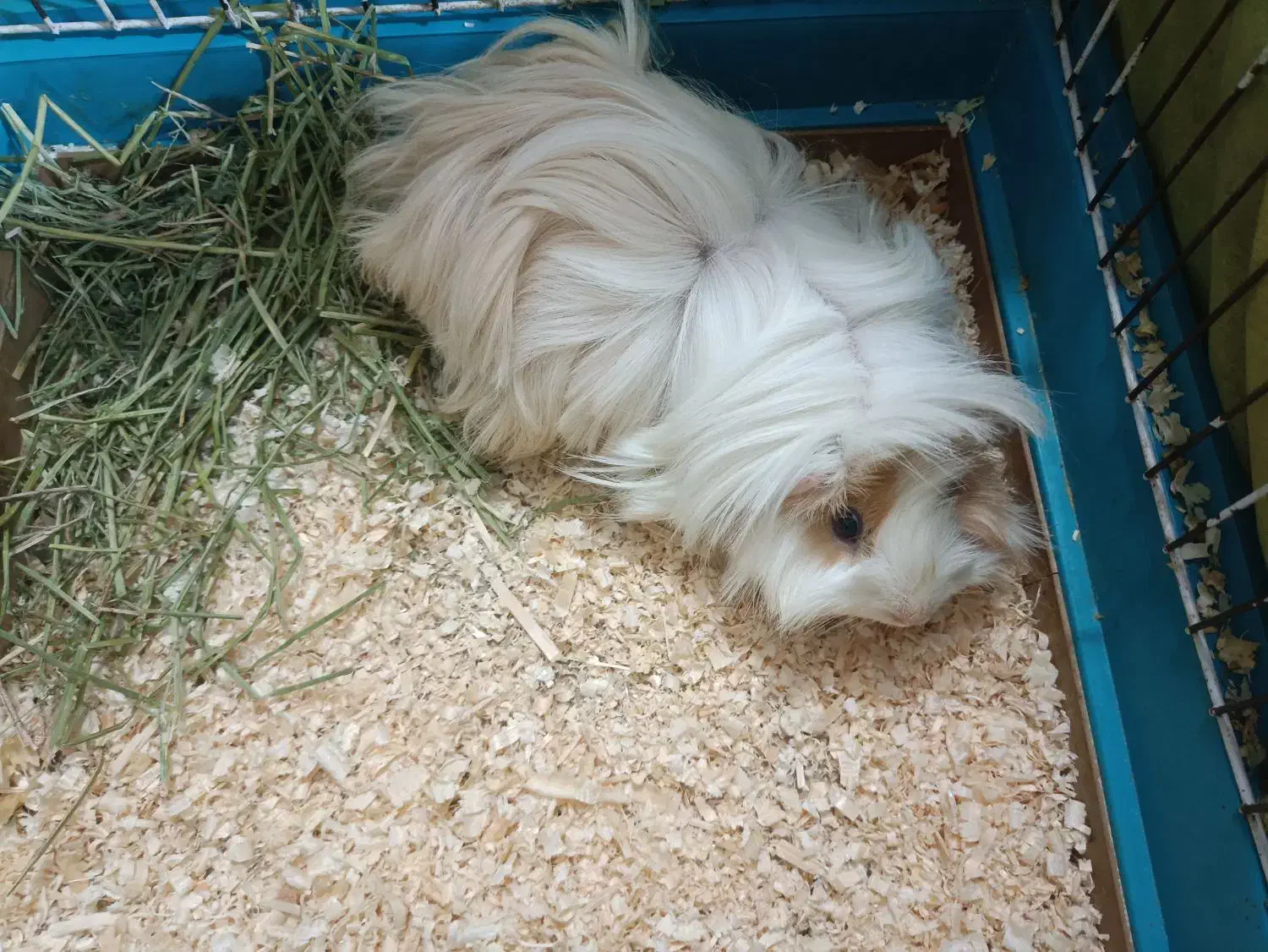 خوکچه هندی فشن|موش و خرگوش|ری, عباسآباد|دیوار