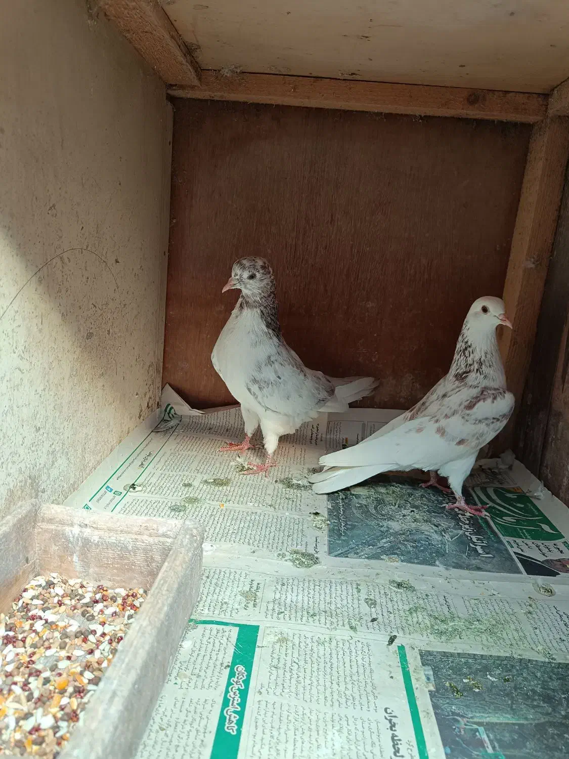 جفت کبوتر|پرنده|کلاچای, |دیوار