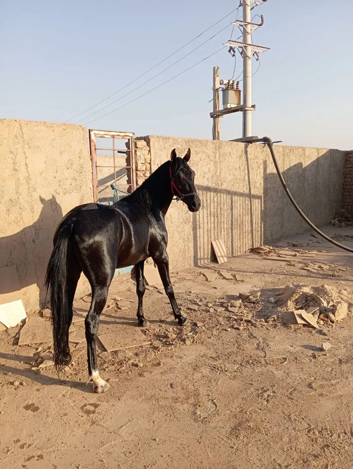 اسب نریان جوان دوسالو نیم خوش رنگ|اسب و تجهیزات اسبسواری|ساوه, |دیوار