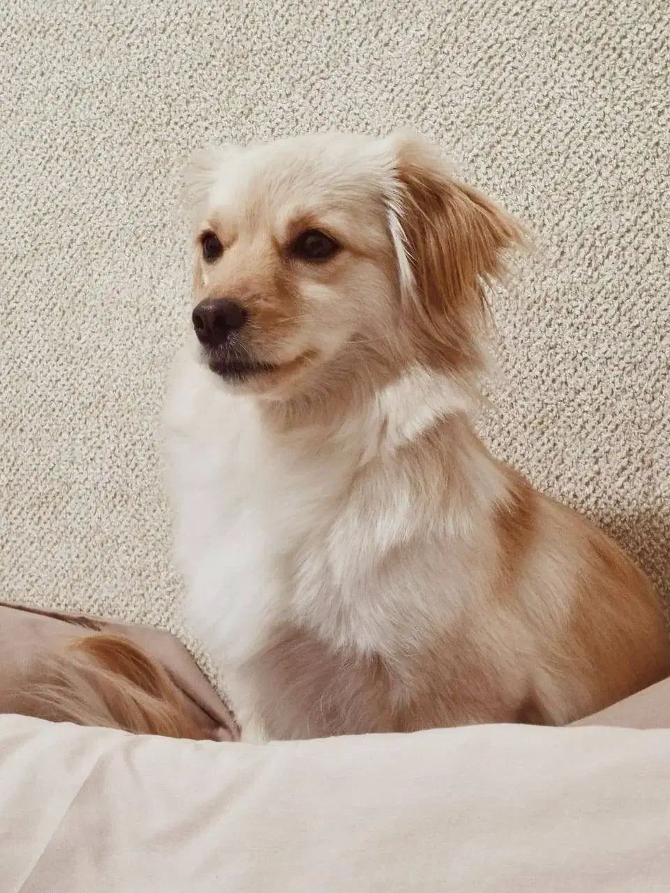 سگ گم شده|سگ|ورامین, ورامین|دیوار