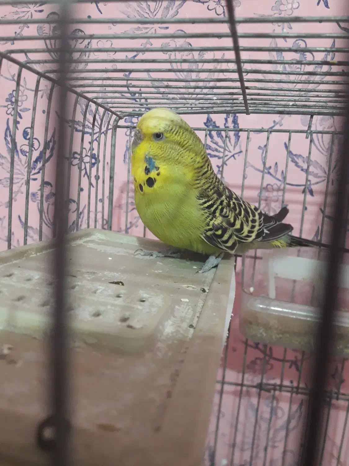 مرغ عشق|پرنده|مسجد سلیمان, |دیوار