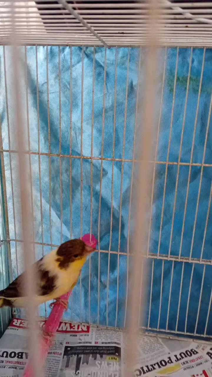 قناری ماده اماده|پرنده|مشهد, پنجتن|دیوار