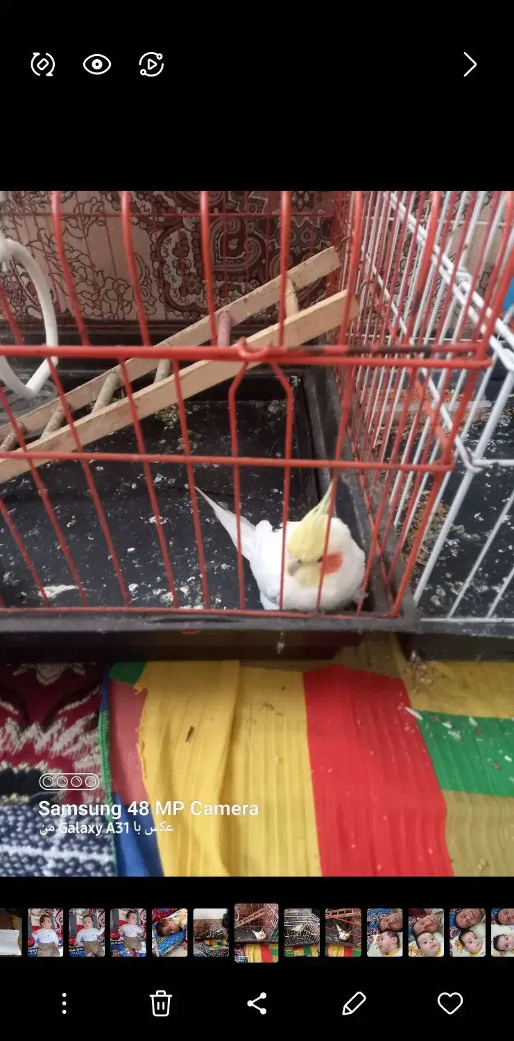 جفت پرنده عروس درخمام|پرنده|رشت, گلسار|دیوار