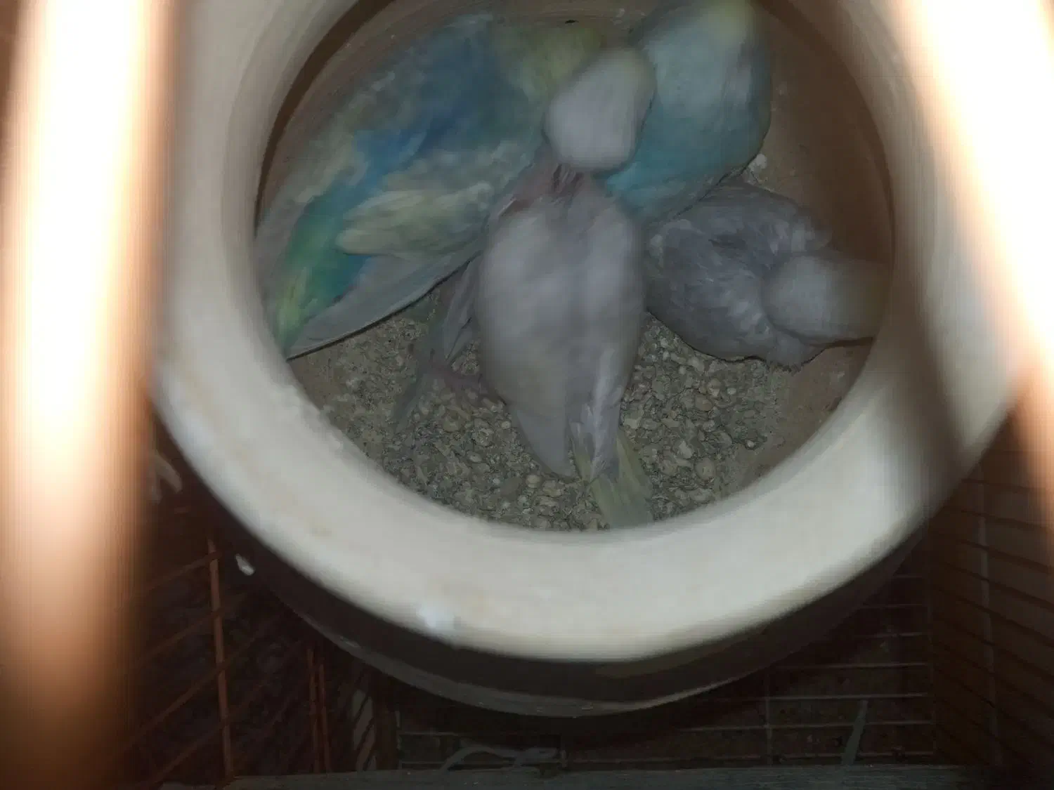 جوجه مرغ عشق رینبو|پرنده|سراوان, |دیوار