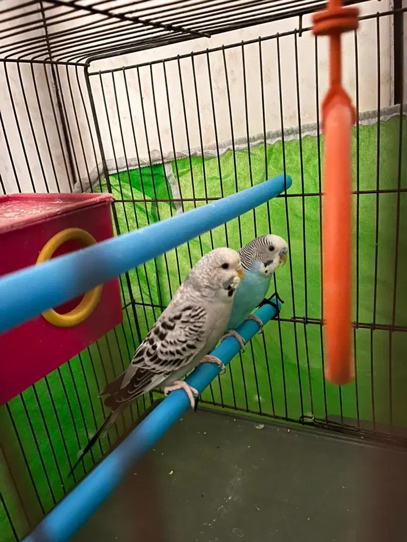 مرغ عشق مولد|پرنده|خرمشهر, |دیوار