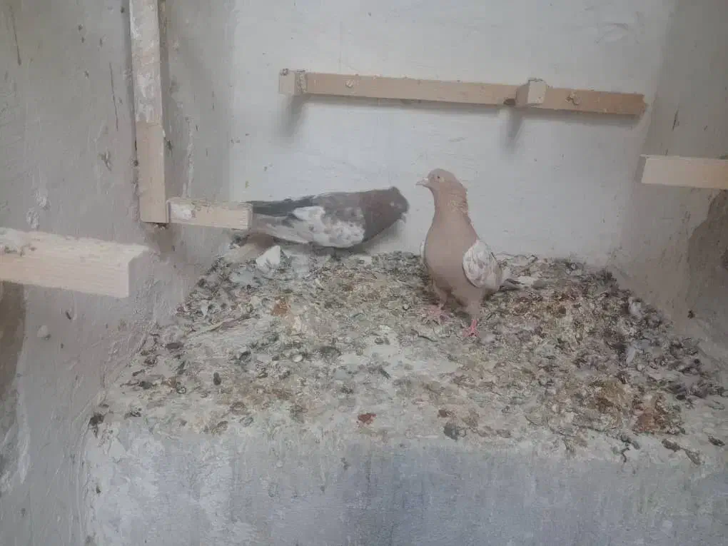 نرو ماده سینه|پرنده|شیراز, شهرک مفتح|دیوار