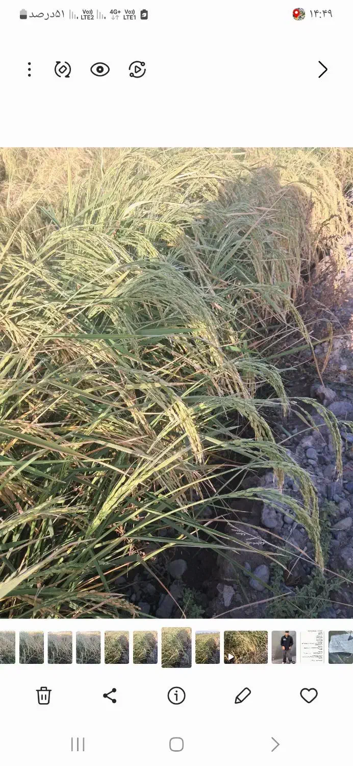 دوهکتار زمین به اجاره واگذار می‌شود با آب دایم|اجارهٔ دفتر صنعتی، کشاورزی، تجاری|میانه, |دیوار