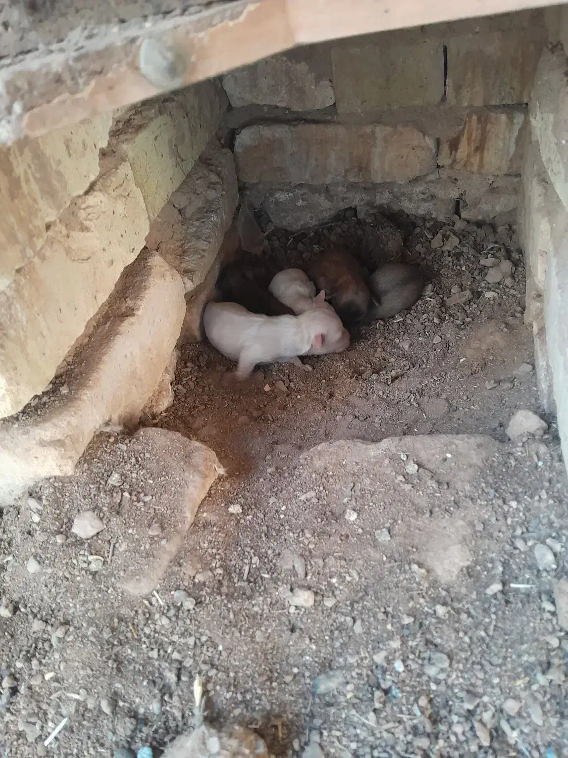 فروش ۱جفت سگ پامر عروسکی ۸آبان زاییده|سگ|یزد, |دیوار