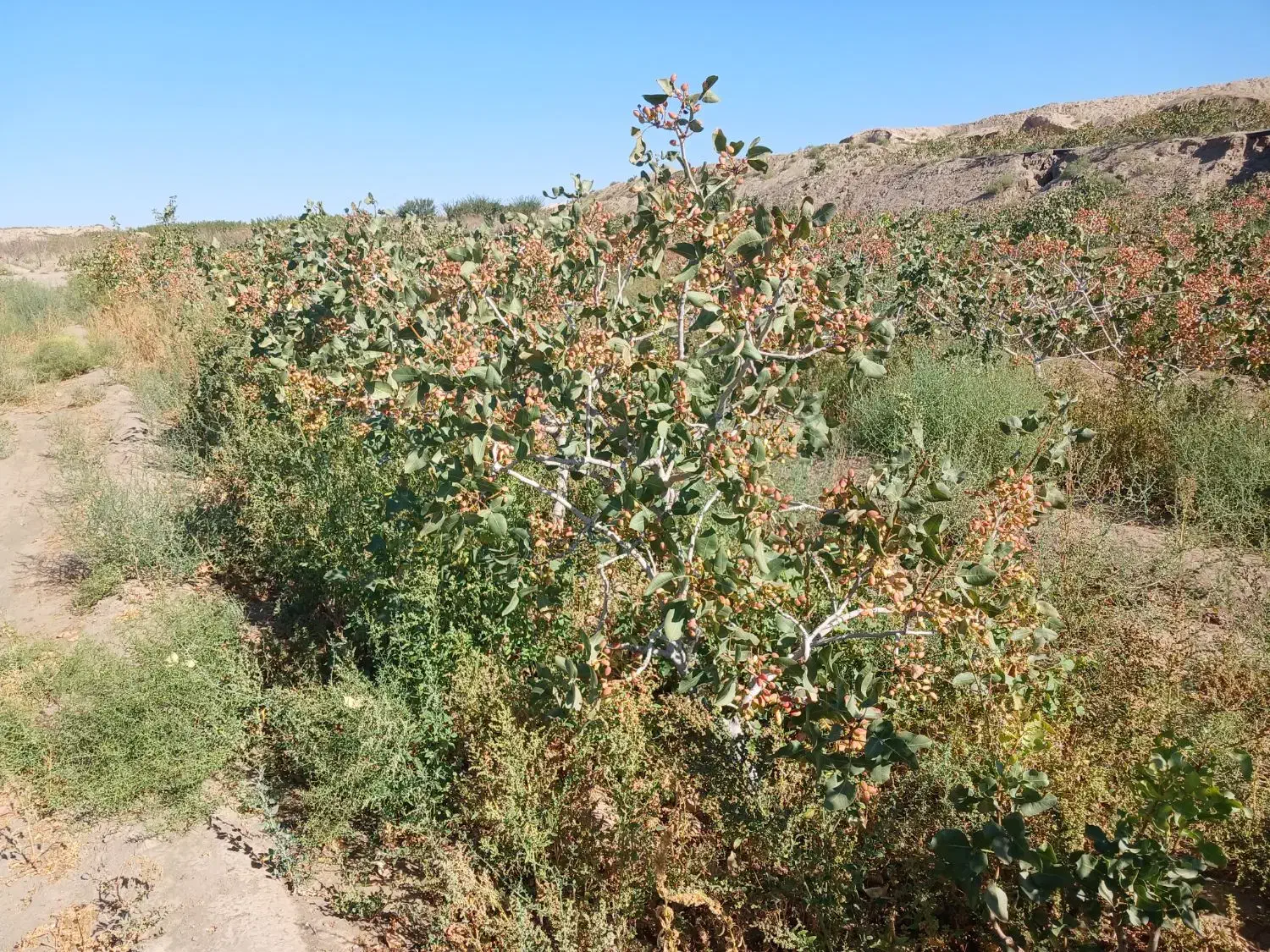 باغ پسته 7هکتار|فروش دفتر صنعتی، کشاورزی، تجاری|تربت جام, فاز ۱ فرهنگیان|دیوار