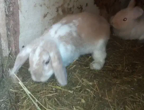 خرگوش گوگولی|موش و خرگوش|رشت, جانبازان|دیوار