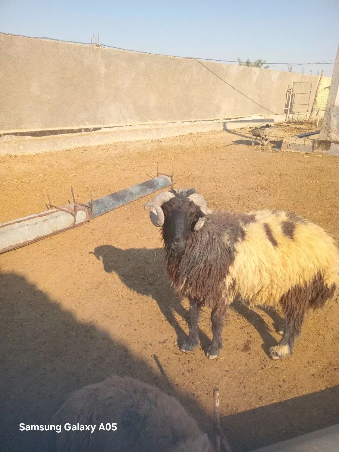 گوشت قوچ یا بره نر بزرگ فقط|حیوانات مزرعه|بندر ماهشهر, |دیوار