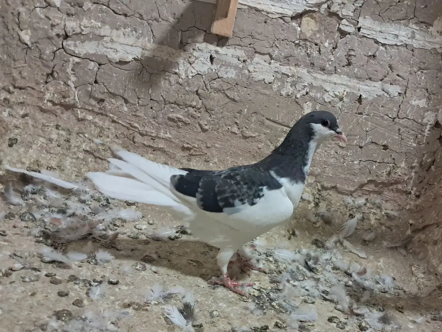 کفتر هفترنگ دم سفید شازده کاکلی پولکی طوقی صید|پرنده|مشهد, موسوی قوچانی|دیوار