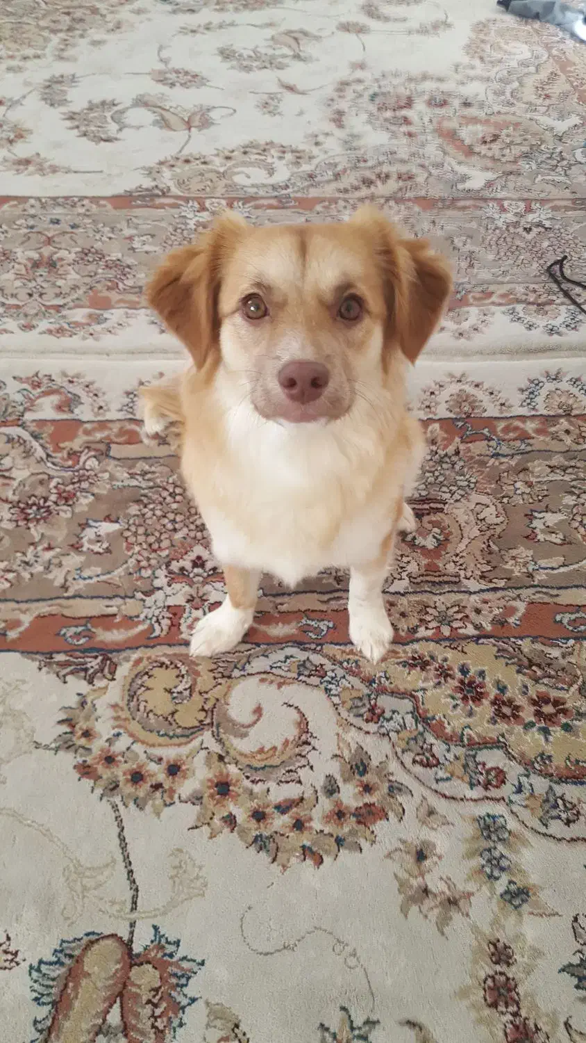 تربیت شده باهوش|سگ|خرم‌آباد, |دیوار