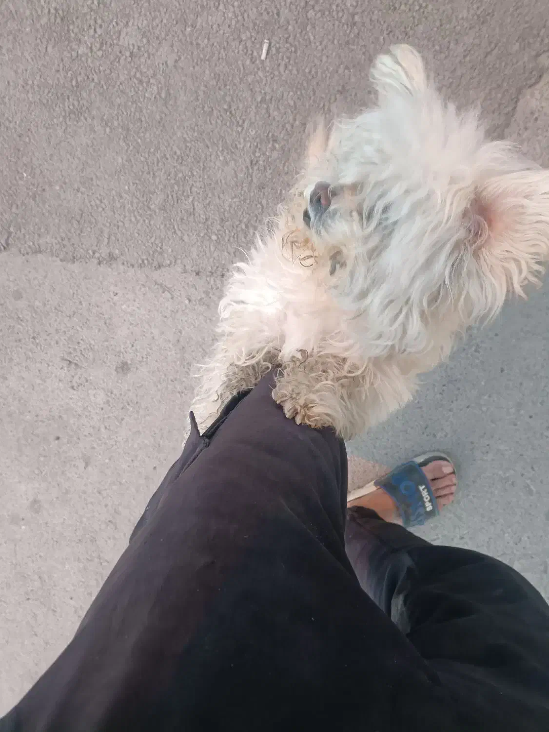 سگ اشپیتز نر شناسنامه دار|سگ|تبریز, |دیوار